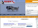 Husky siberian in România